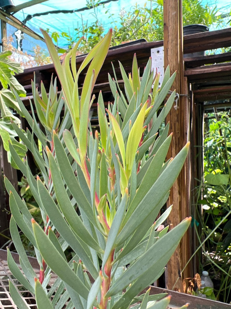 Leucadendron Golden Tulip Live Plant in 6" Pot – Drought-Tolerant Foliage Plant for Gardens & Cut Flowers – Leucadendron salignum