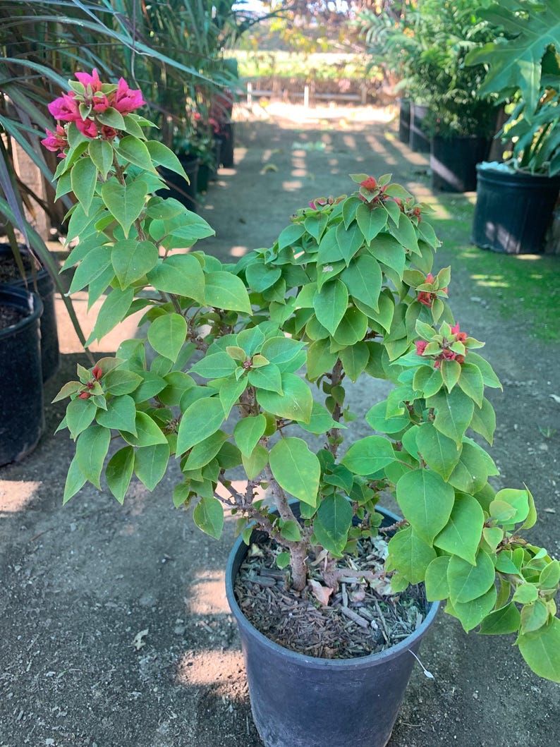 Bougainvillea Torch Plant in 6" Pot - Vibrant Foliage, Bougainvillea glabra, Drought-Tolerant, Container & Garden Plant