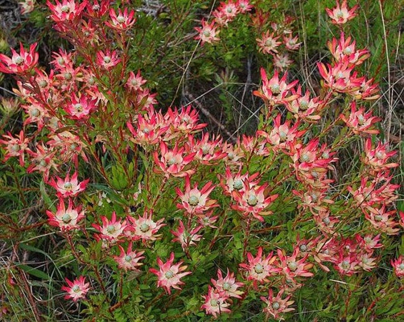 Leucadendron salignum ‘Winter Red’ Live Plant in 6-Inch Pot – Evergreen Shrub with Purple-Red Foliage for Garden, Border, Container