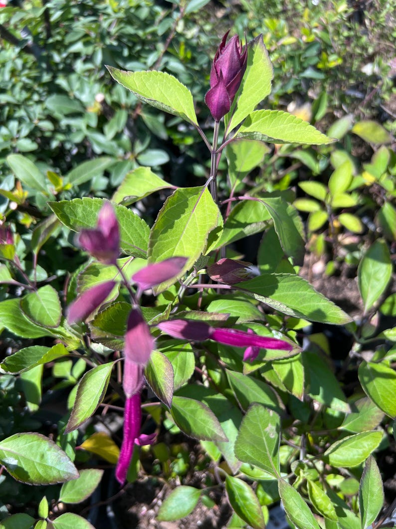 Salvia Wendy's Dream Perennial Plant 1 Gal Pot, Vibrant Purple Blooms, Butterfly & Bee Attractant, Salvia nemorosa