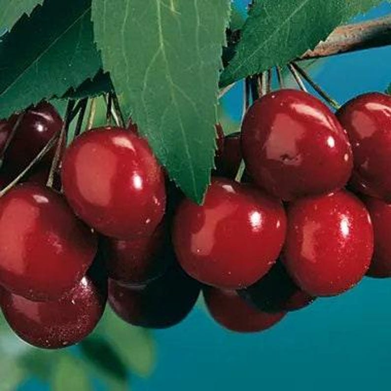 Black Tartarian Sweet Cherry Tree 3-4 ft Prunus avium, 3-Gallon Pot, Early-Bearer, Fruit Tree, Self-Pollinating, Edible Cherries