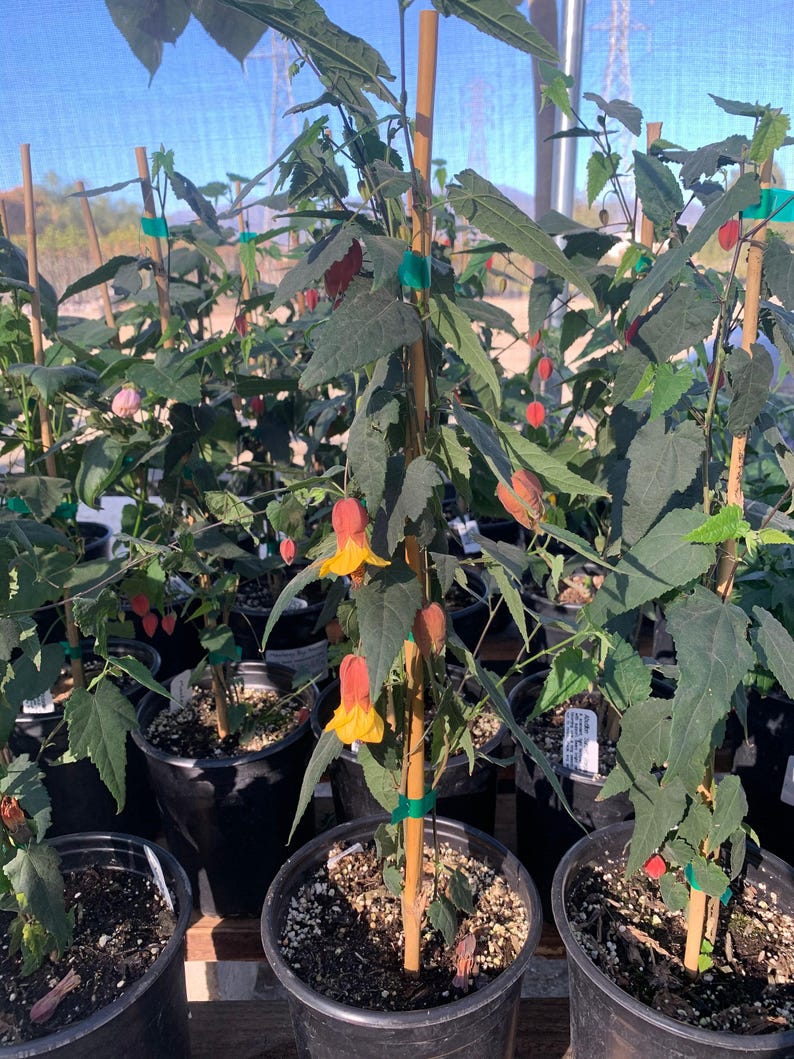 Abutilon 'Sunset' Live Plant in 6" Pot | Yellow Flowers with Red Sepals | Megapotamicum Hybrid