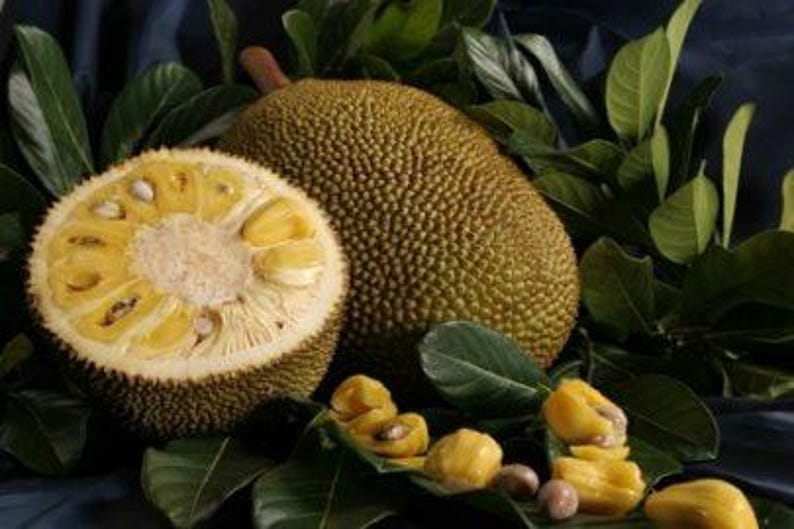 Jakfruit Plant - 2-3 Feet Tall in 3-Gallon Pot - Artocarpus heterophyllus Tropical Fruit Tree for Garden