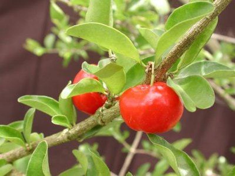 Barbados Cherry Plant 6" Pot - Malpighia emarginata - Fast Growing Fruit Tree for Juices & Jams