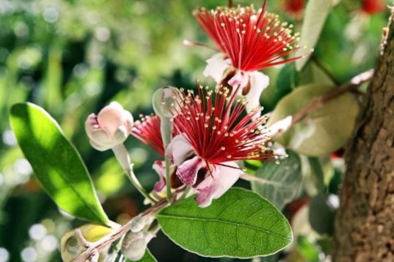 Pineapple Guava Plant 1ft Tall in 6" Pot - Feijoa Sellowiana Live Evergreen Shrub
