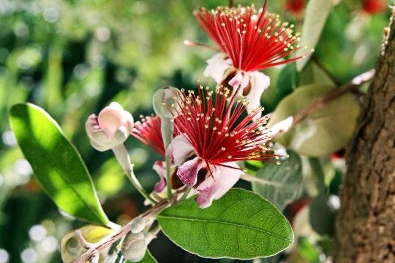 Pineapple Guava Plant in 6" Pot – Feijoa sellowiana – Live Evergreen Shrub with Aromatic Fruits