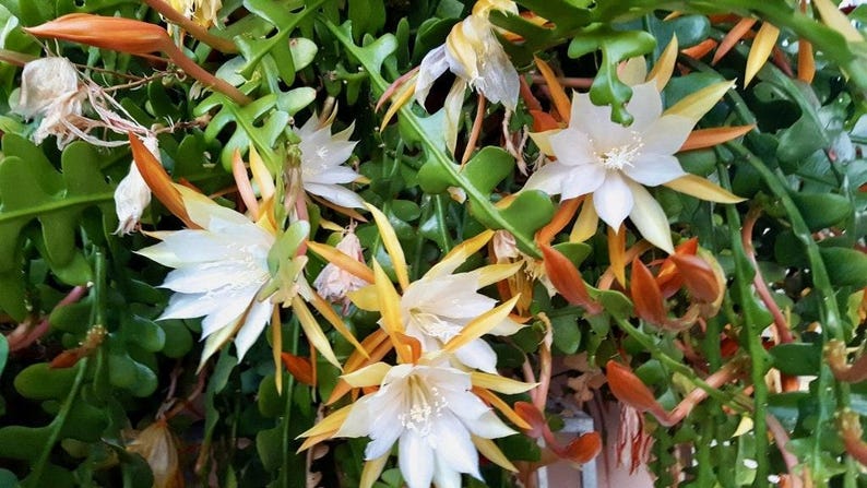 Epiphyllum anguliger Live Plant 1-2ft Ric Rac Orchid Cactus in 6" Pot, Lobed Stems, Indoor Succulent