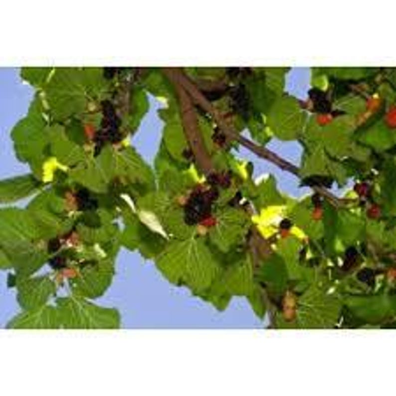 Live Mulberry Plant 3ft Morus nigra "Persian" - Fruit Tree for Garden & Indoor Growth
