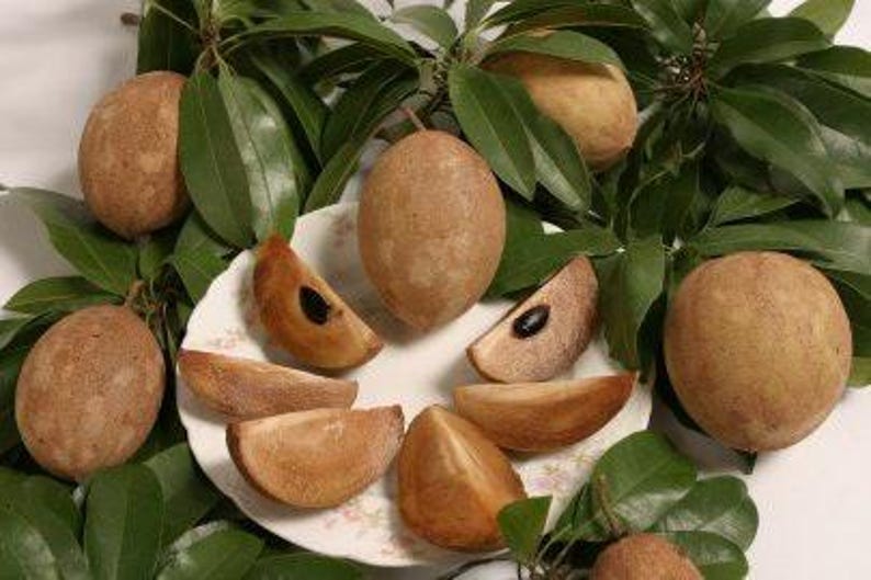 Sapodilla Plant 3-Gallon Pot | Manilkara zapota Tropical Fruit Tree 2-3 ft Tall for Garden or Patio