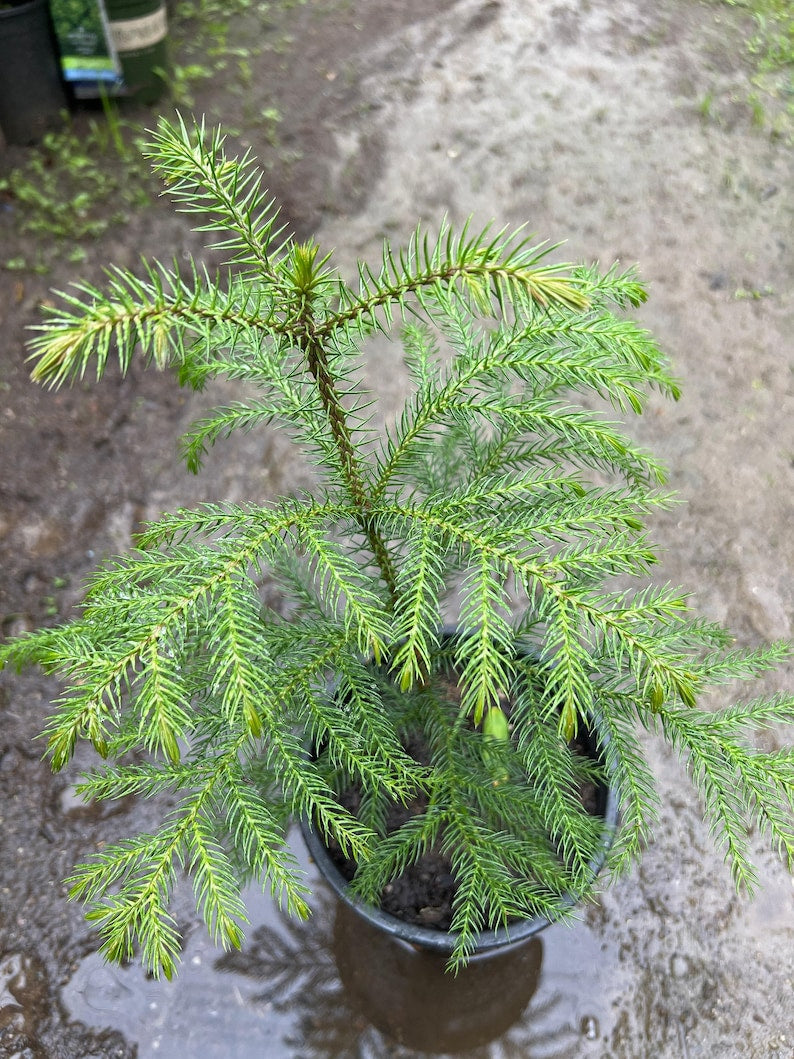 Araucaria Heterophylla Indoor Houseplant - 1 ft Norfolk Island Pine in 1-Gallon Pot, Evergreen, Low Maintenance, Air-Purifying