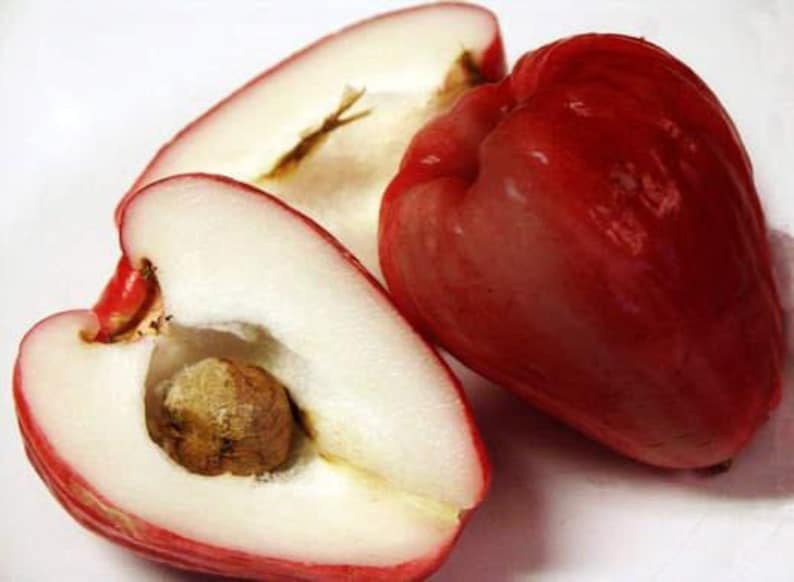Malay Apple Plant - 2-3 Feet Tall in 3-Gallon Pot - Syzygium malaccensis Tropical Fruit Tree