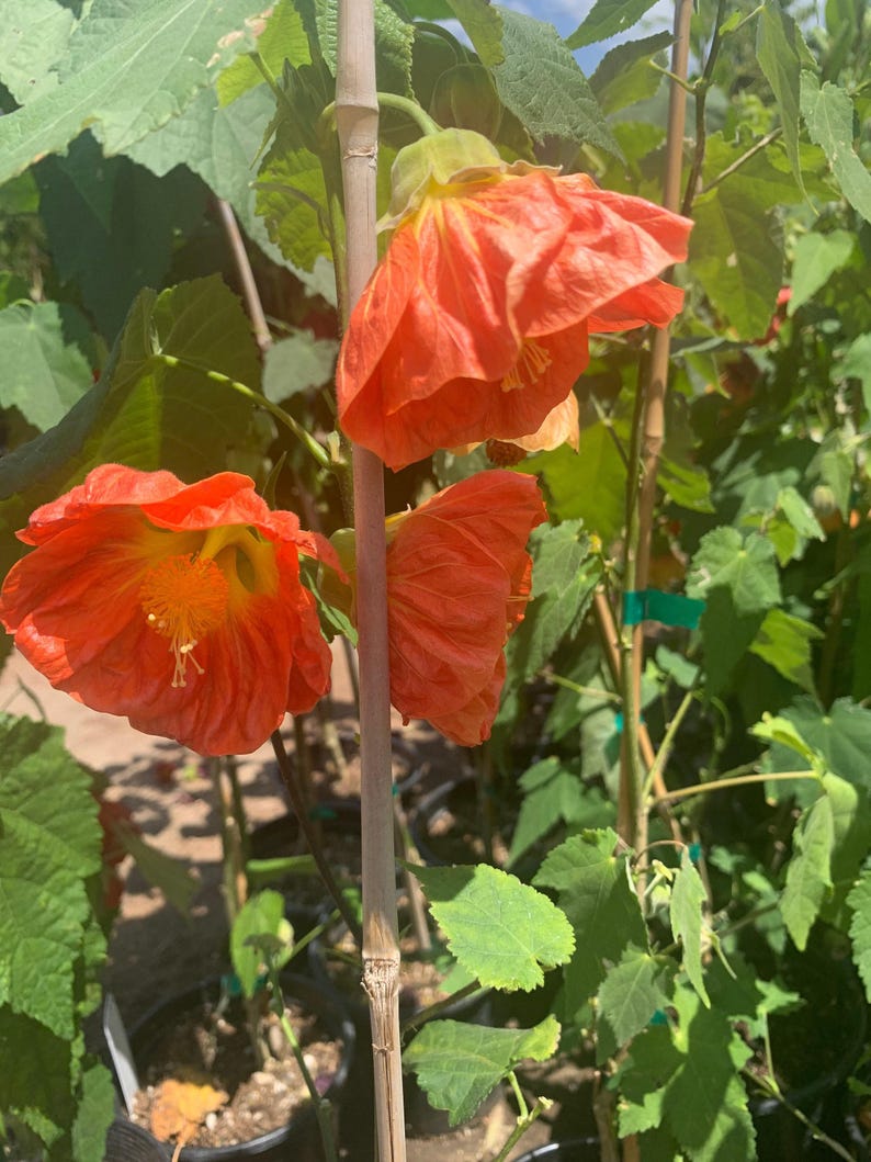 Flowering Maple Plant in 6" Pot | Abutilon ‘Sunrise Reiter’ Coral Orange Blooms | Live Indoor Outdoor Plant