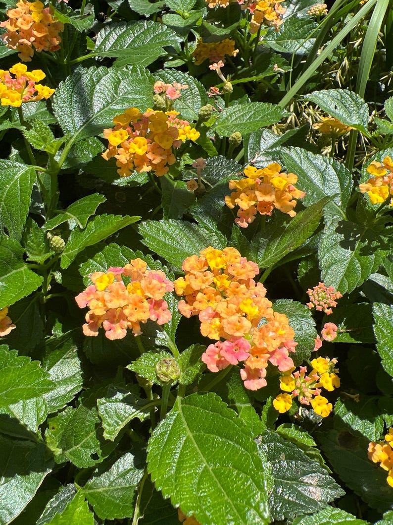 Lantana Camara Plant in 1 Gallon Pot - Colorful Flowering Perennial for Garden & Patio