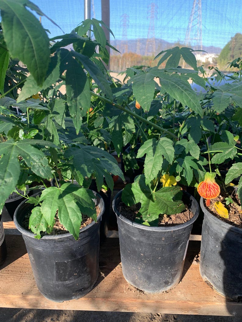 Abutilon 'Tiger Eye' Live Plant – 1 Foot Tall Tropical Flowering Abutilon Hybridum in 6" Pot