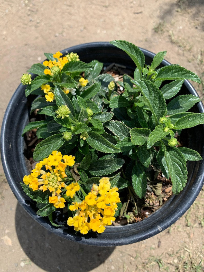 Lantana Lemon Zest Plant – 6" Live in Pot – Lantana camara – Butterfly & Hummingbird Attracting, Fragrant, Drought Tolerant