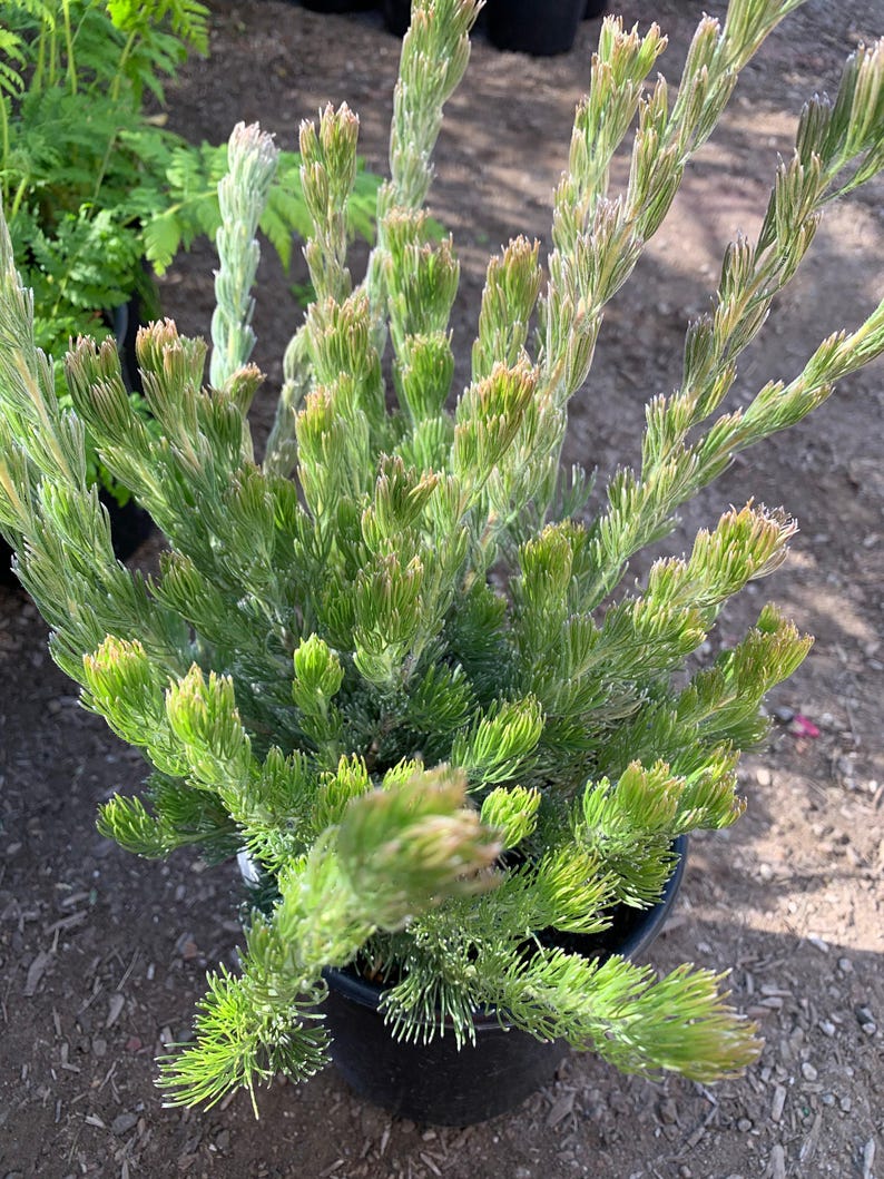 Woolly Bush Plant in 6" Pot - Silky Silver Foliage - Adenanthos sericeus - Drought Tolerant, Sun to Part Shade, Low Water Needs