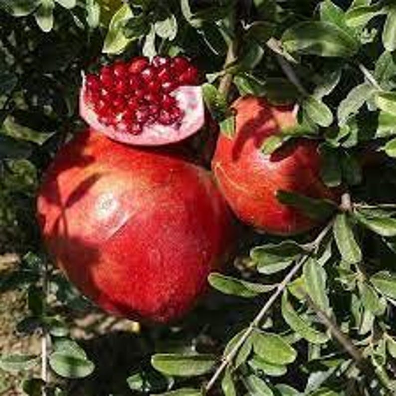 Desertnyi Pomegranate Plant in 6" Pot | Punica granatum with Light Orange Rind & Dark Red Arils | Drought Tolerant, Ornamental Fruit