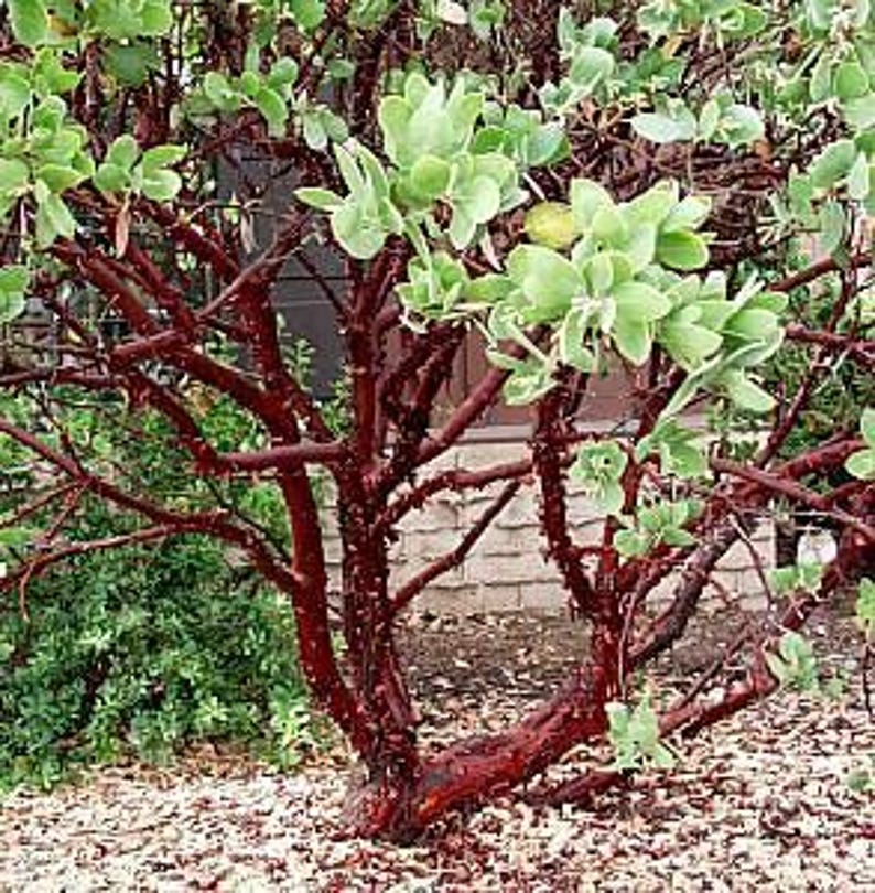 Dr. Hurd Manzanita Plant - 6-Inch Pot - Arctostaphylos manzanita 'Dr. Hurd' Evergreen Shrub with Glossy Foliage and Reddish-Brown Bark