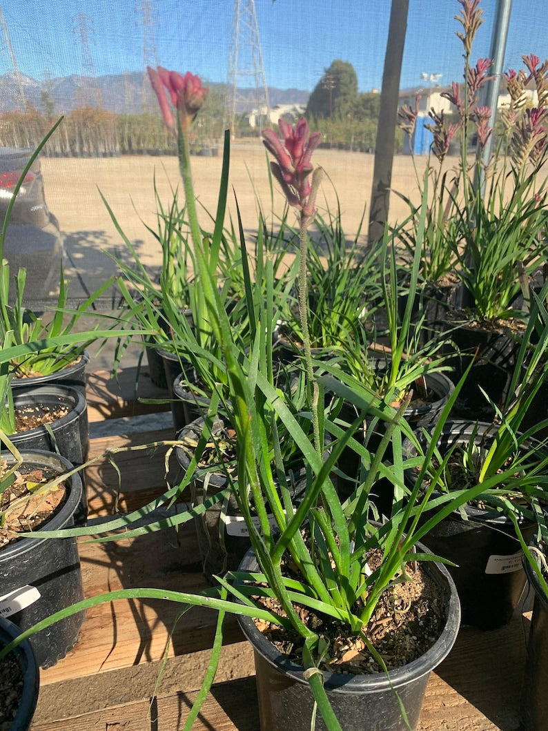 Kangaroo Paw Plant in 6" Pot - Pink Anigozanthus for Gardens & Containers - Drought-Tolerant, Pollinator-Friendly