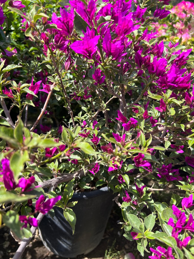 Purple Bougainvillea Bush in 3-Gallon Pot | Bougainvillea glabra | Vibrant Purple Flowers for Gardens & Containers