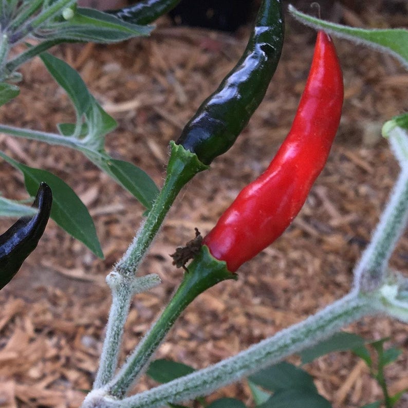 Black Cobra Pepper Live Plant in 3" Pot – Capsicum annuum, Spicy Ornamental Garden or Indoor Plant