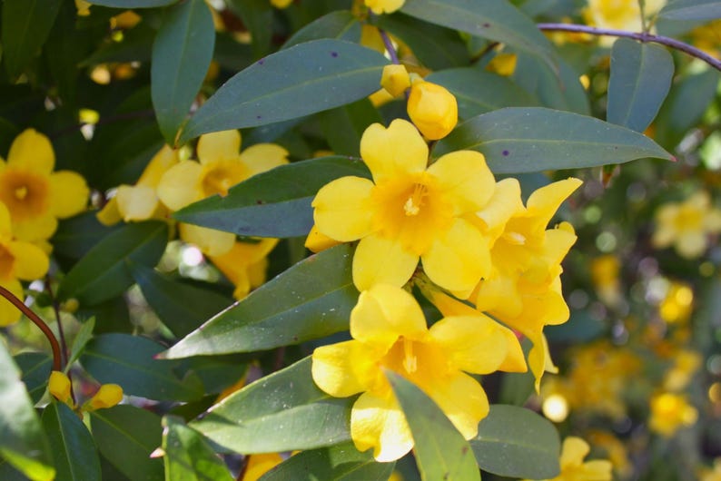 Carolina Jasmine Vine 1-Gallon Pot, Yellow Blooms, Gelsemium sempervirens, Climbing Vine for Fences & Trellises