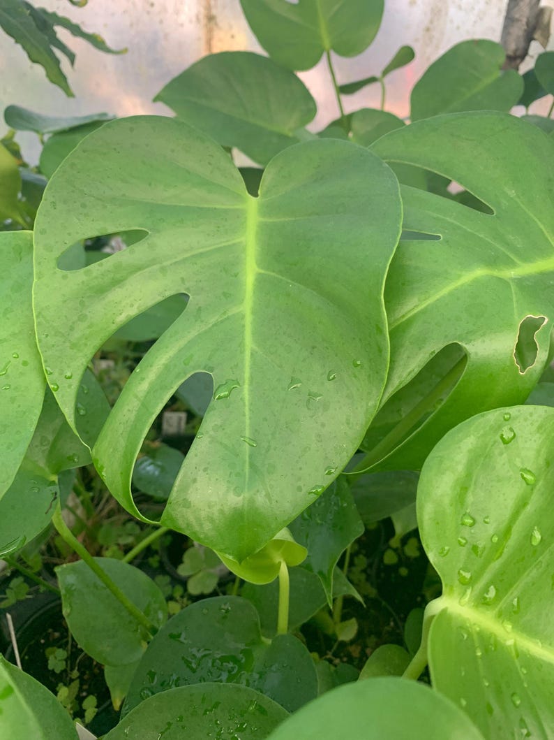 Monstera Deliciosa Live Plant in 4" Pot – Tropical Indoor Houseplant with Unique Split Leaves