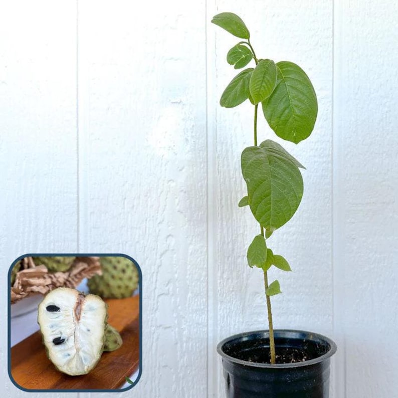 Booth Cherimoya Seedling Plant – Atemoya Root Stock – 3 Gallon Pot – Tropical Fruit Tree – Annona cherimola