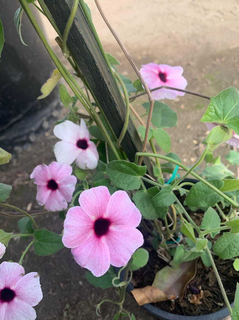 Pink Thunbergia Alata Vine in 6" Pot – Tropical Climbing Plant with Pink Flowers, Black-eyed Susan Vine, Butterfly & Hummingbird Attracting