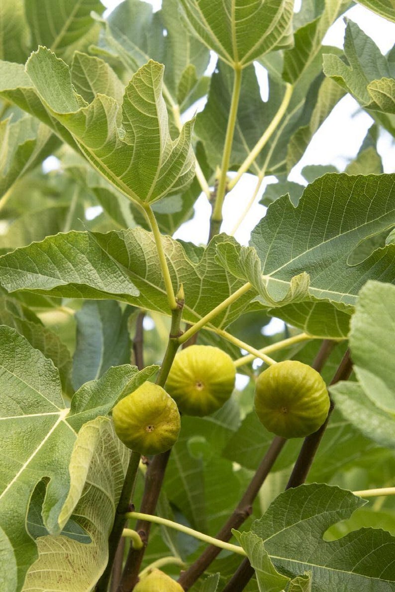 Kadota Fig Plant in 6-Inch Pot | Ficus carica 'Kadota' | Greenish Yellow Fruit | Deciduous Garden Tree for Zones 5 & 6