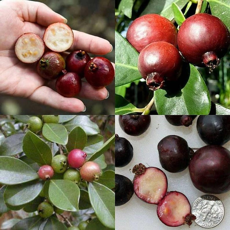 Guava Plant 1ft Tall in 6" Pot Psidium guajava Tropical Fruit for Home Garden