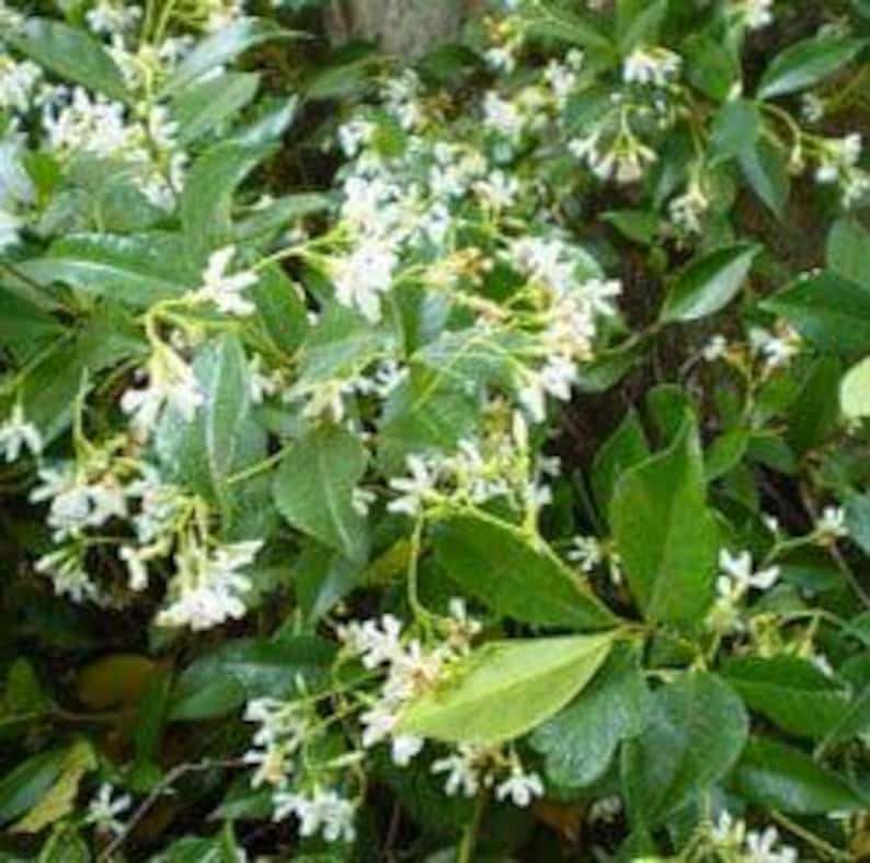 Star Jasmine Plant 3 Gallon Pot Trachelospermum jasminoides Fragrant Climbing Vine Evergreen