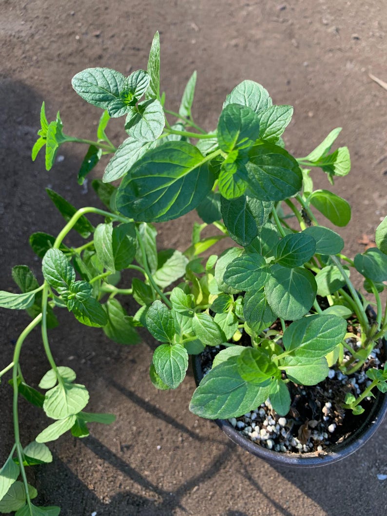 Spearmint Live Plant 3" Pot - Fragrant Mentha spicata Herb for Gardens & Containers