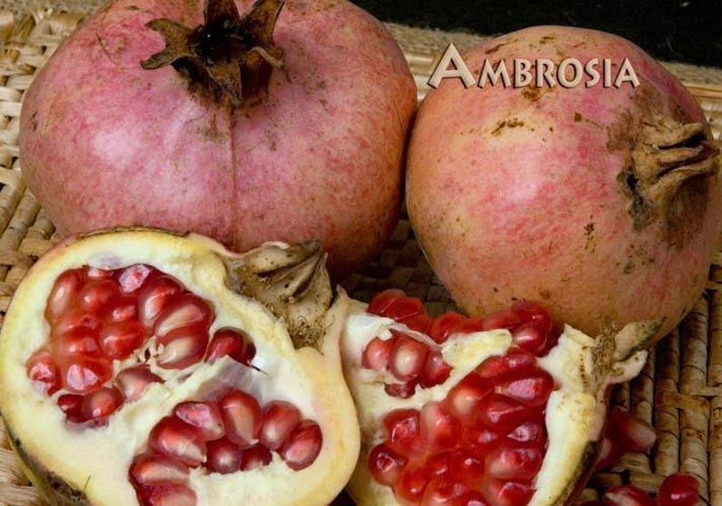Ambrosia Pomegranate Plant - 6" Pot - Sweet-Tart Purple Juice - Punica granatum