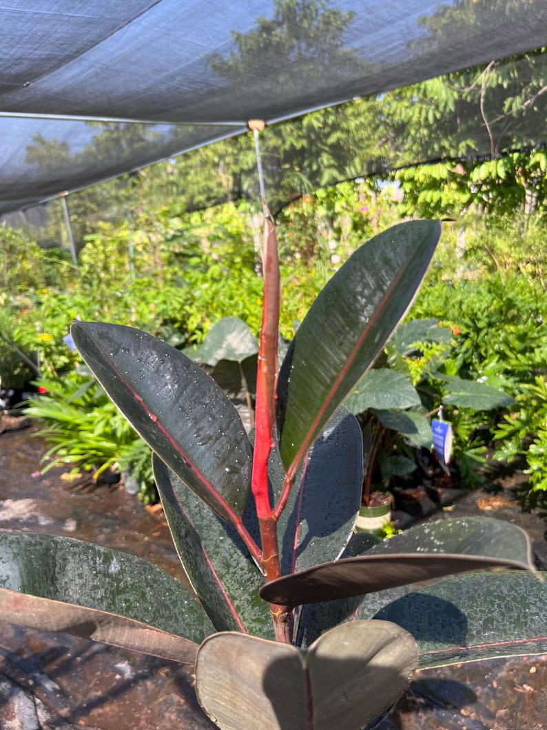 Live Abidjan Rubber Plant in 6-inch Pot, Ficus elastica 'Abidjan', Indoor Houseplant, Compact Greenery, Easy Care