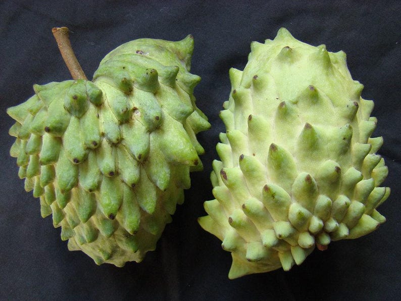 Atemoya Plant in 6" Pot – Tropical Fruit Tree – Annona squamosa x cherimola Hybrid
