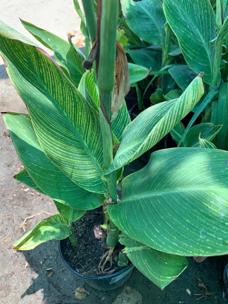Tiger Canna Lily Plant in 6" Pot - Orange Flowers & Striped Leaves - Canna indica, Tropical Garden Plant