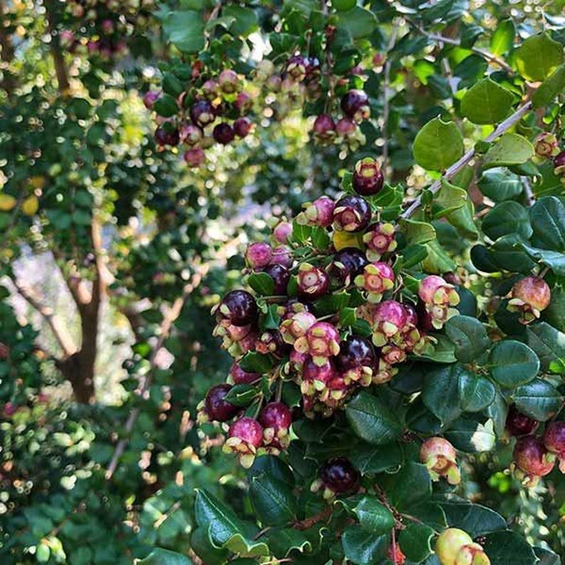 Blueberry Guava Plant 2 Feet Tall - Luma apiculata - Evergreen Shrub with Fragrant Flowers and Dark Purple Fruits