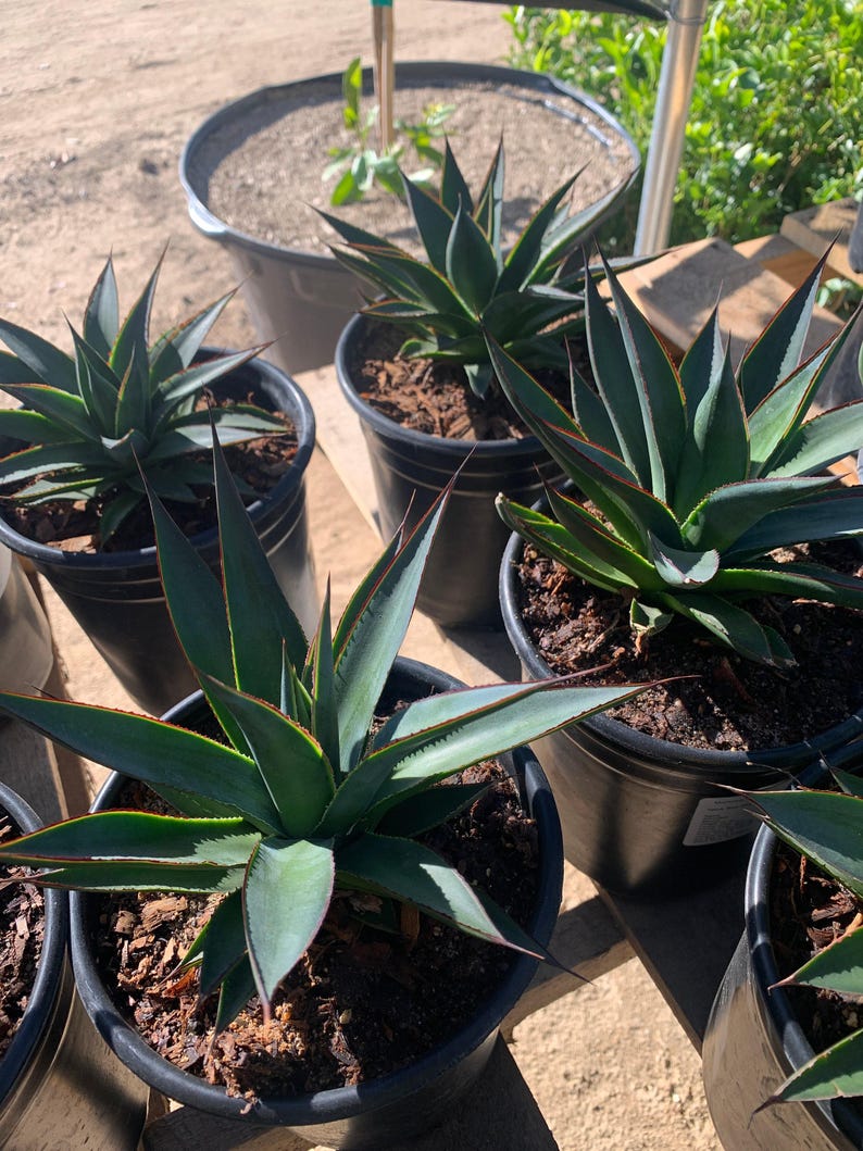 Agave Plant 1 Gallon Pot Blue Glow Agave americana 'Blue Glow' Succulent Indoor Outdoor