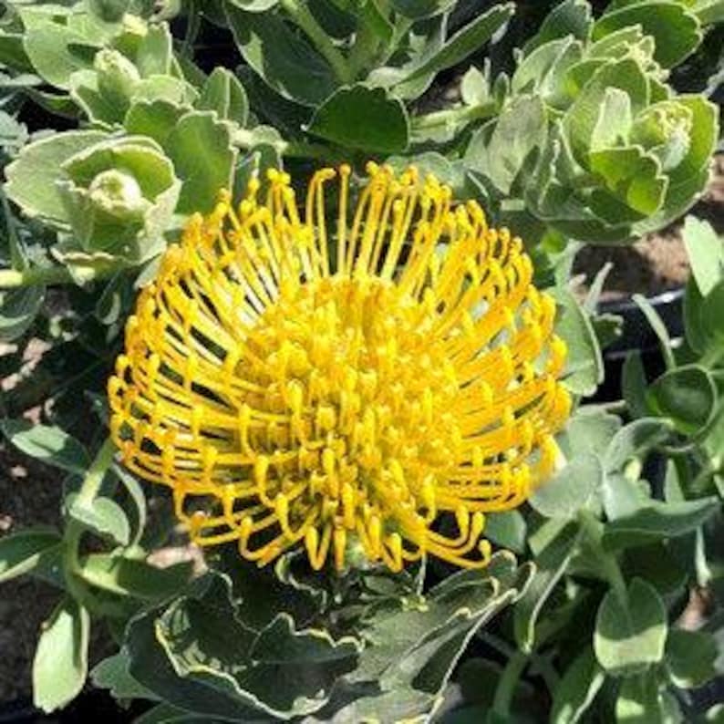 Leucospermum cordifolium 'High Gold' Drought-Tolerant Shrub 1ft Live Plant with Yellow Dome Flowers for Gardens