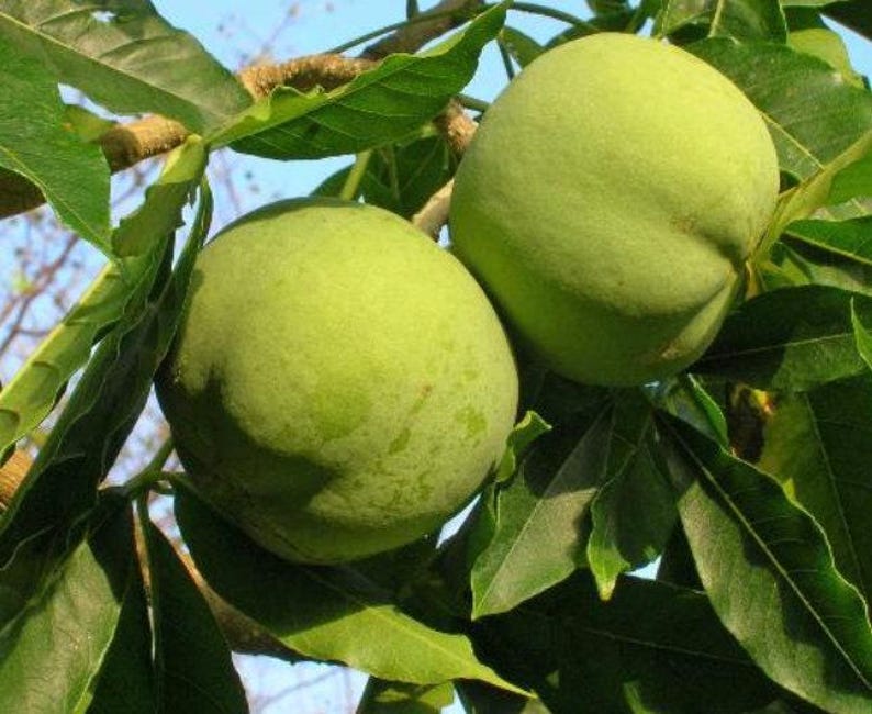 Live White Sapote Plant in 6" Pot - Casimiroa edulis Tropical Fruit Tree for Garden or Container