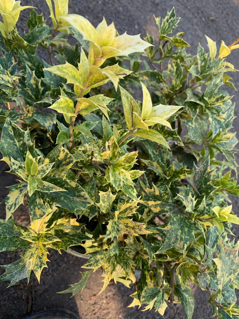 Goshiki Fall Holly Plant in 6-Inch Pot, Variegated Osmanthus heterophyllus 'Goshiki' with Pink, Cream, Gold, Bronze Leaves