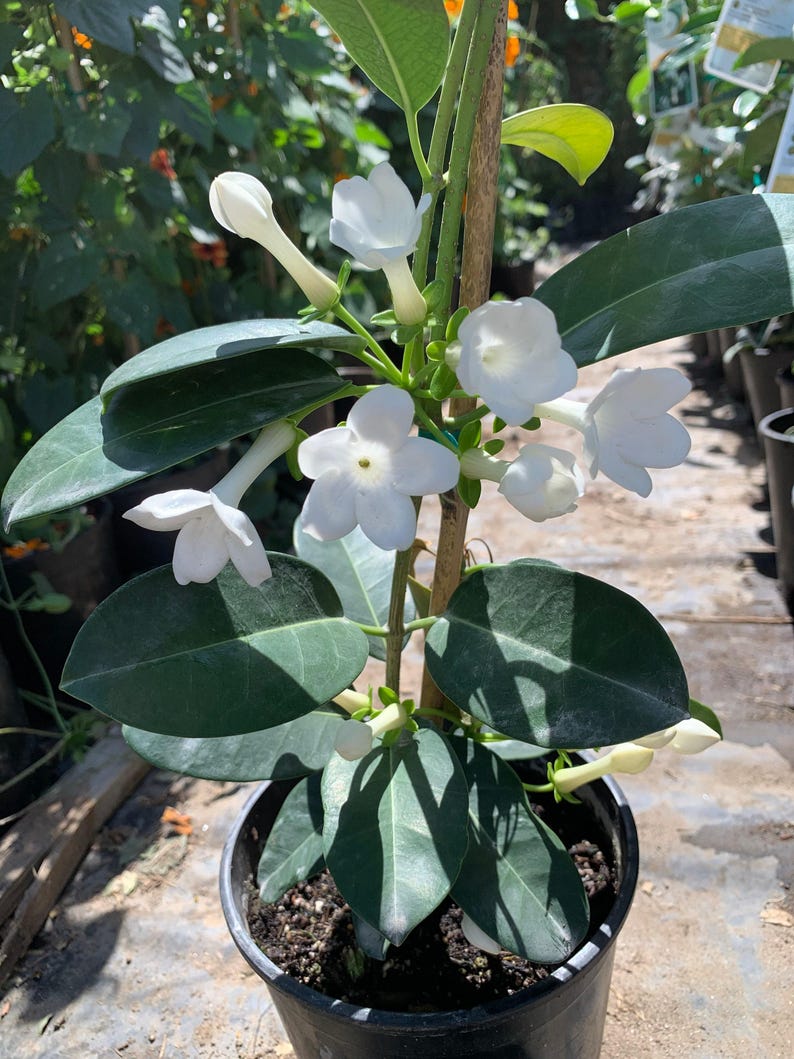Madagascar Jasmine Plant - 1ft Evergreen Twining Vine with Fragrant White Flowers - Stephanotis floribunda in 6" Pot