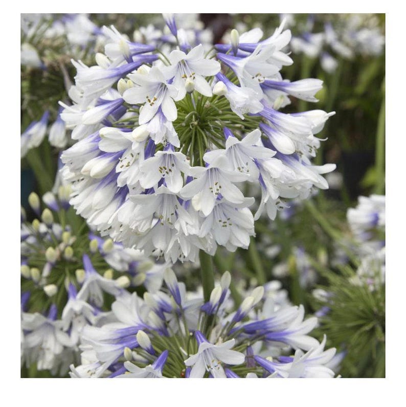 Agapanthus Indigo Frost Plant in 6" Pot | Bicolor Spherical Blooms | Attracts Bees & Butterflies | Agapanthus spp.