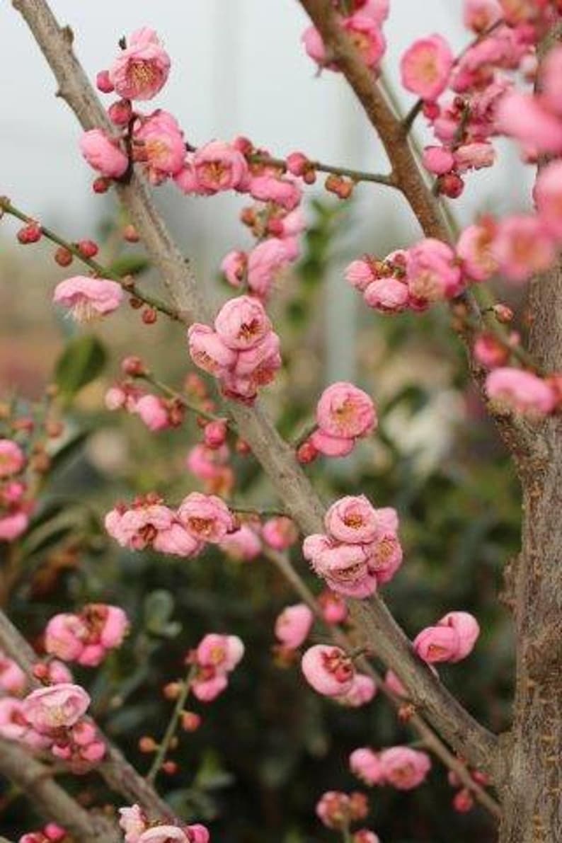 Grafted Prunus mume 'Peggy Clarke' Tree - Pink Flowering Apricot in Pot - 2-3 Feet Tall