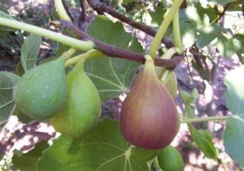 Flanders Fig Live Plant 2ft in 6-inch Pot, Ficus carica, Violet Striped Fruits, Amber Flesh, Warm Climate Suitable