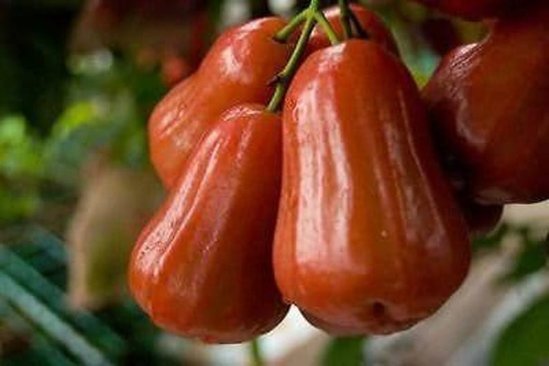 Red Rocket Wax Apple Plant 6" Pot - Syzygium samarangense - Tropical Fruit Tree, 1-2 ft, Container Garden