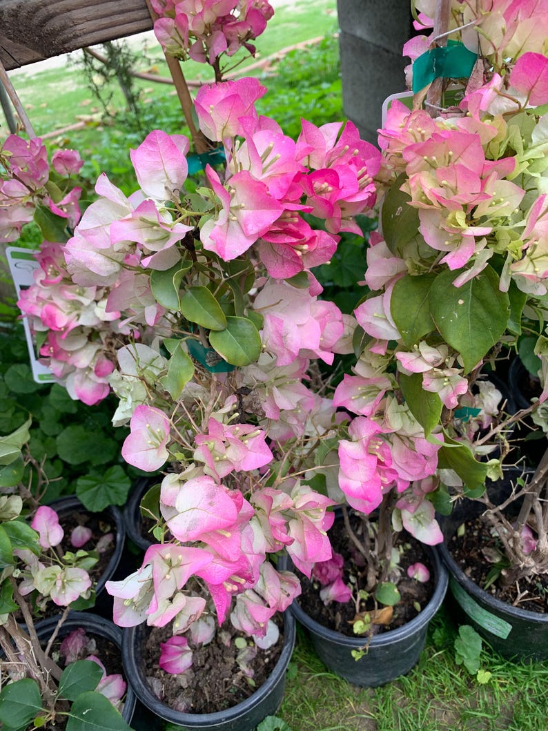 Bougainvillea Plant 1-2 Feet Pink and White in 6" Pot | Bougainvillea glabra Garden or Patio Plant
