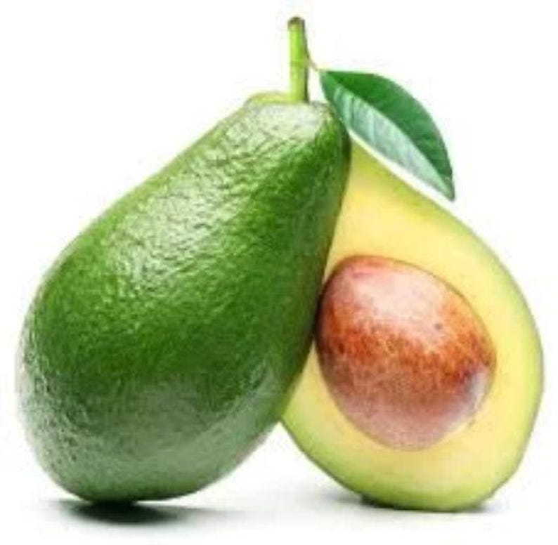 Bacon Avocado Tree Grafted 3-4 Feet Persea americana Fruit Tree for Garden or Patio