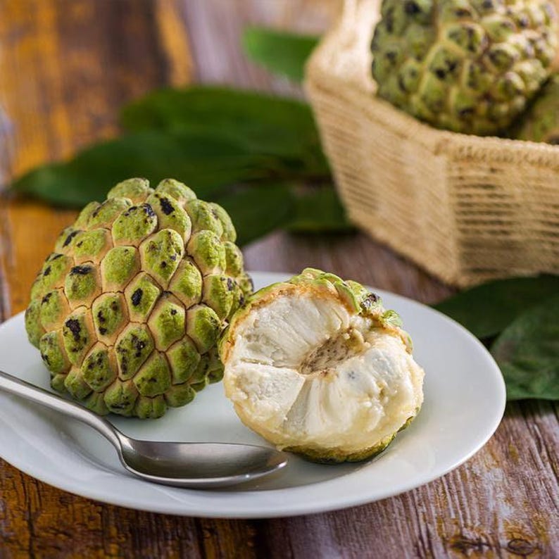 Sugar Apple Plant, 3-Gallon Pot, Annona squamosa, Tropical Fruit Tree, 2-3 Feet Tall, Garden or Patio, Edible Fruit, Fast Growing